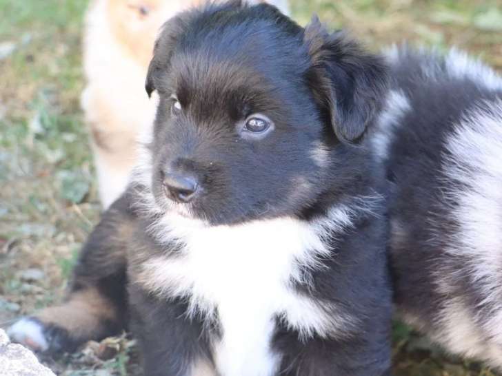 Des Bergers du Caprimont