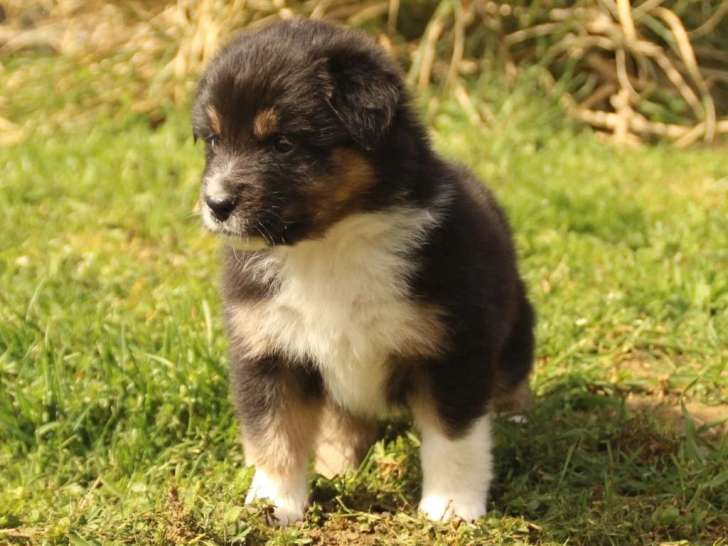 Des Bergers du Caprimont