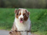 Du Phoenix d'An Argoat