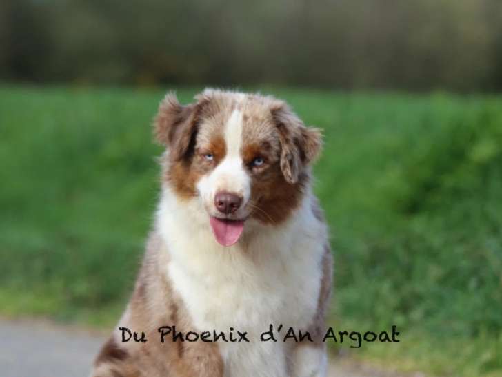 Du Phoenix d'An Argoat