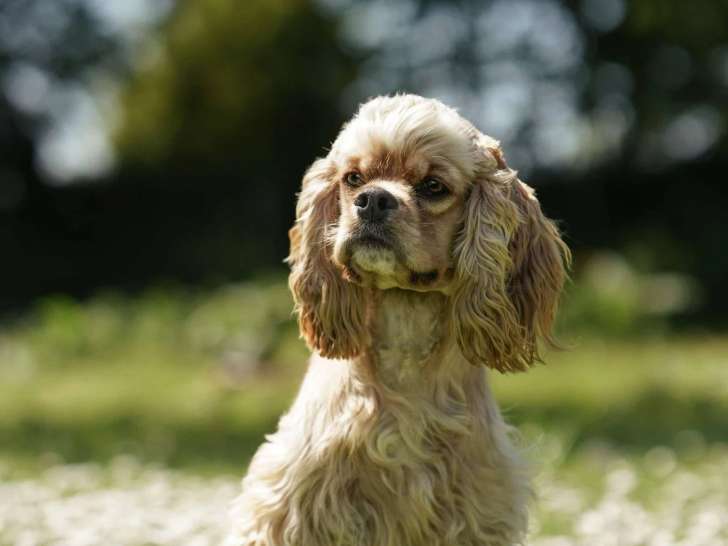 Aussis & Minis Breiz