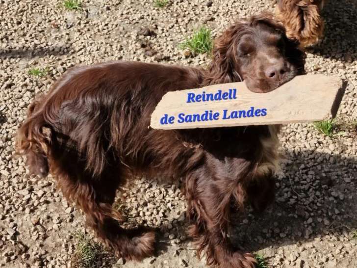 Des Lumieres de Sirius