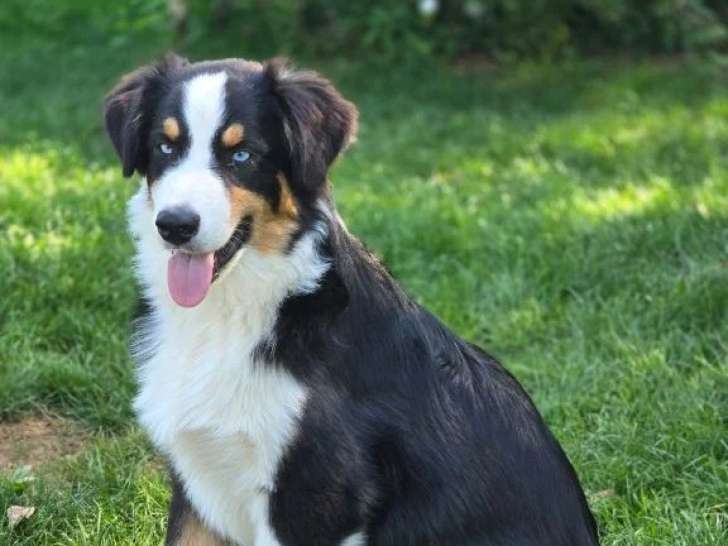 Des Lumieres de Sirius