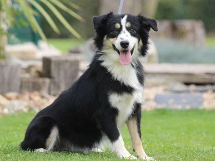 Des Lumieres de Sirius