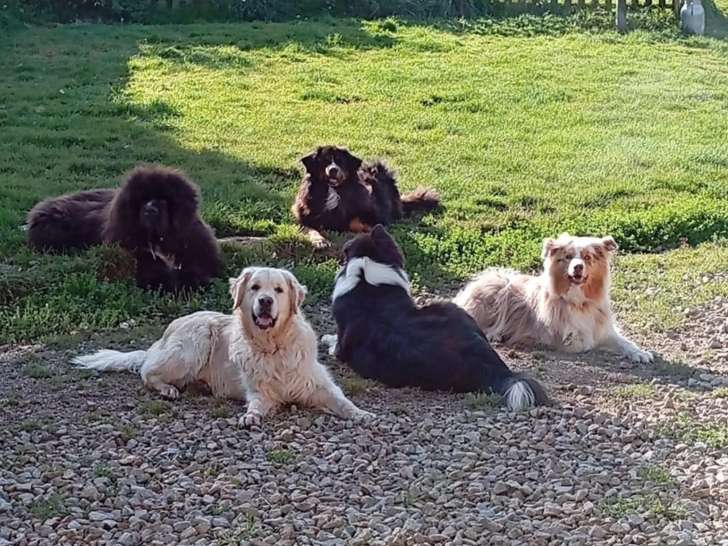 Pension Canine Sainte-Anne