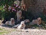 Pension Canine Sainte-Anne