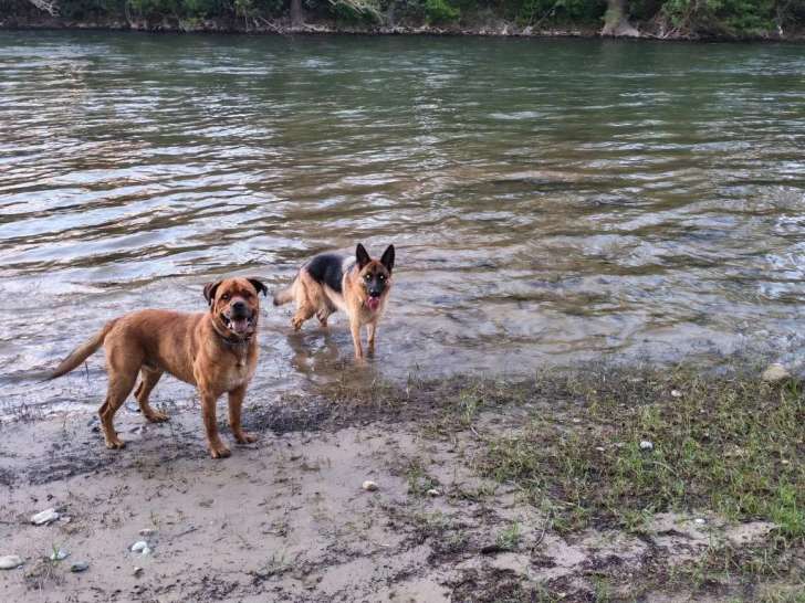 Zen animaux by Laurie