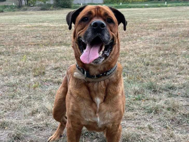 Zen animaux by Laurie