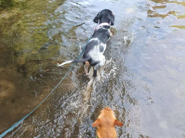 La Maison du Chien Orange