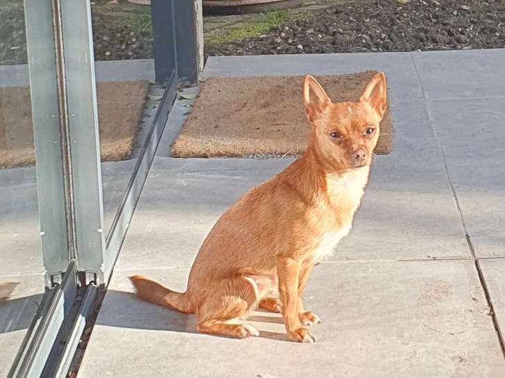 La Maison du Chien Orange