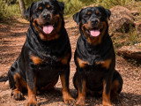 Kaiserkrone Impérium Rottweiler