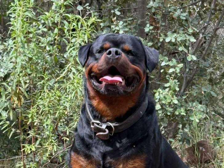 Kaiserkrone Impérium Rottweiler