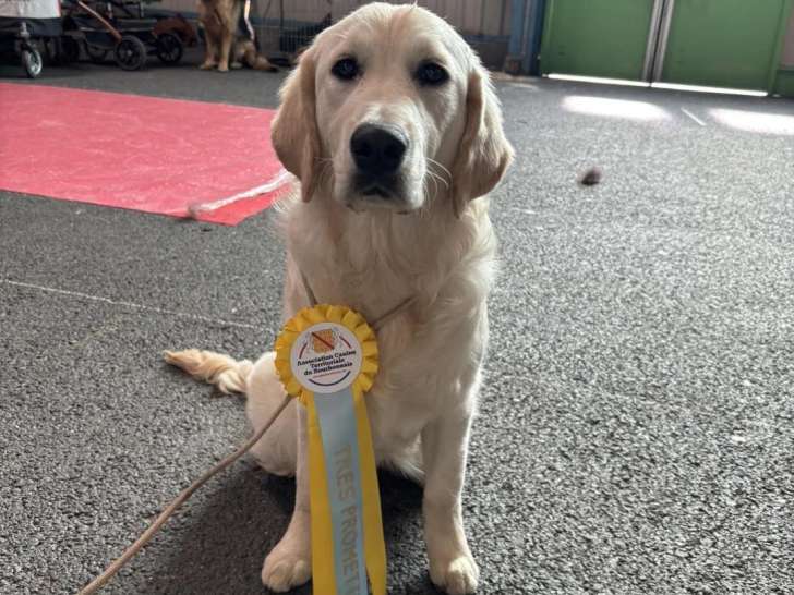 Domaine des Saphirs Dorés