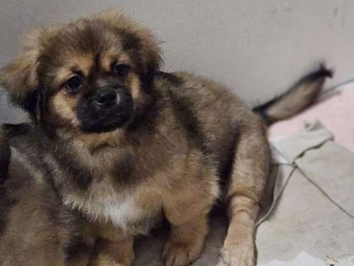 Du Domaine les Deux Hermines