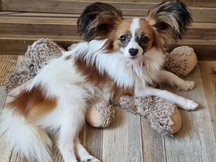 Du Domaine les Deux Hermines