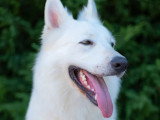Koni