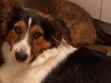Sauvetage Animal Rescue