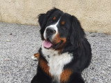 Humeurs de chien