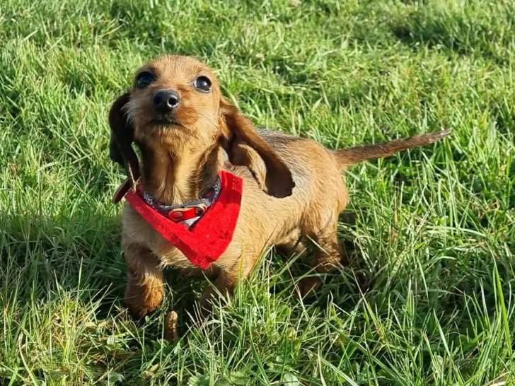 De la Halleboudière