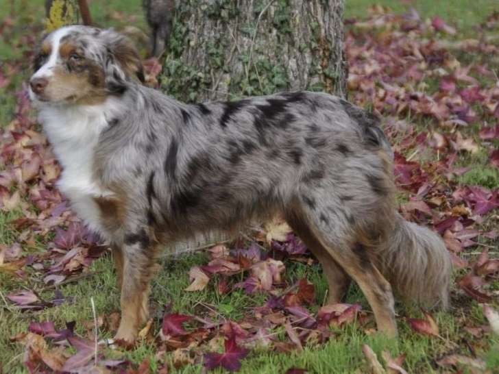 Du Chemin des Dames Imperiales