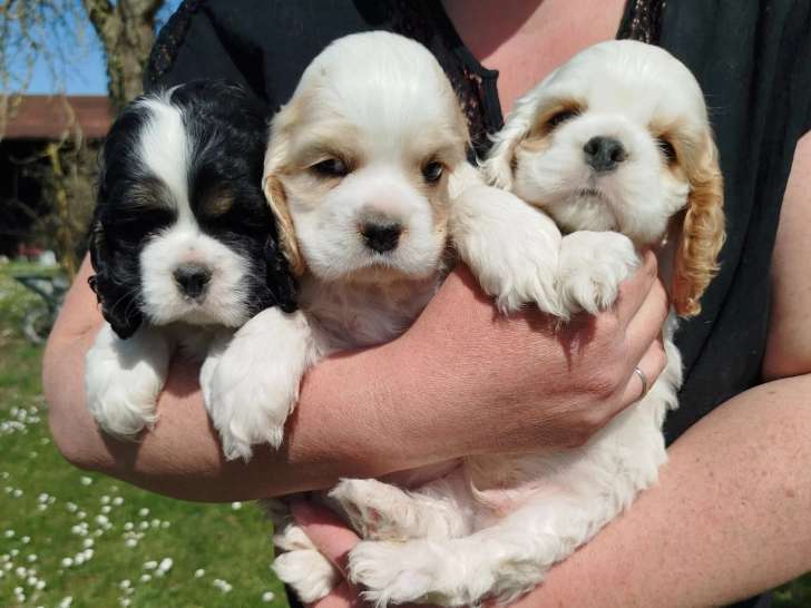 Du Chemin des Dames Imperiales