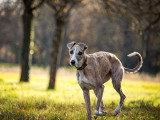 Aventure canine