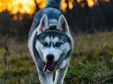 Aventure canine