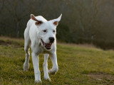 Aventure canine
