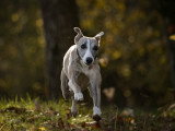 Aventure canine