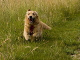 Aventure canine