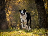 Aventure canine