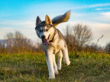 Aventure canine