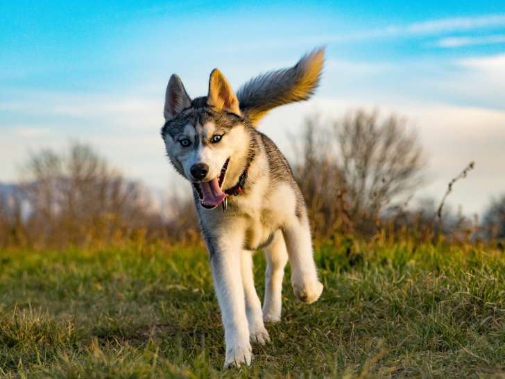Aventure canine