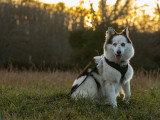 Aventure canine
