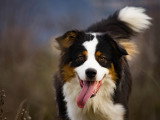 Aventure canine