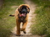 Aventure canine
