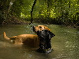 Aventure canine