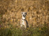 Aventure canine