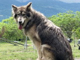 Centre Canin de la Dent de Crolles