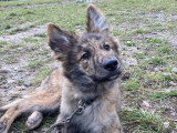 Centre Canin de la Dent de Crolles