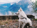 Good Doggy