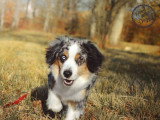 Good Doggy