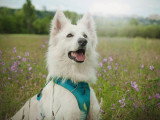 Good Doggy
