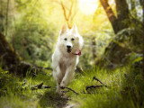 Good Doggy