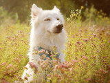 Good Doggy