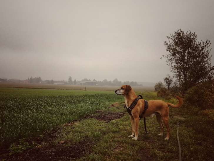 Parlons canin