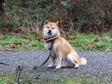 Parlons canin