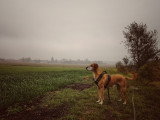 Parlons canin