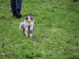 Parlons canin