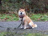 Parlons canin